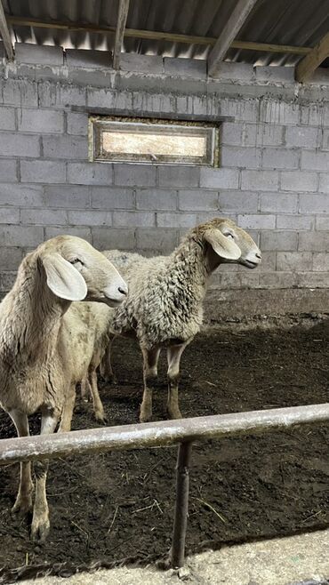 Бараны, овцы: Продаю | Овца (самка) | Для разведения | Ярка — 2