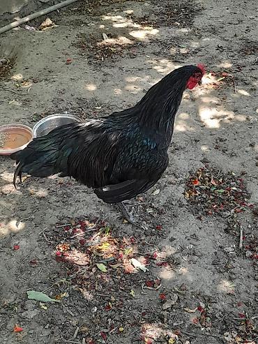meşə toyuğu: Təmiz avsrolop xoruzlardi 5ayliqdi 3 kiloya yaxin çəkiləri var — 6