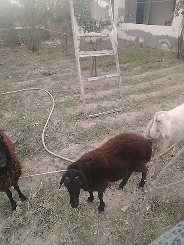 qoyun qiymətləri: Dişi, il: 1, Damazlıq — 7