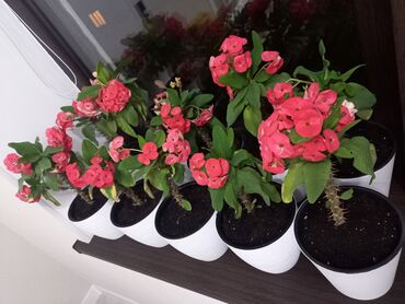 комнатные растения цветы: Распродажа всё вместе или по несколько штук Укорененные отростки