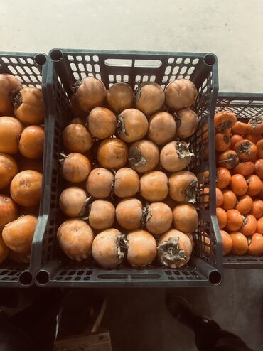куплю помидоры оптом: Хурма в ящиках - Сорт: классическая оранжевая хурма (пищевые плоды с