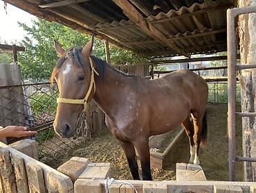 m horse: Продаю | Конь (самец), Жеребец | Полукровка | Для разведения, Рабочий, Конный спорт | Осеменитель — 3