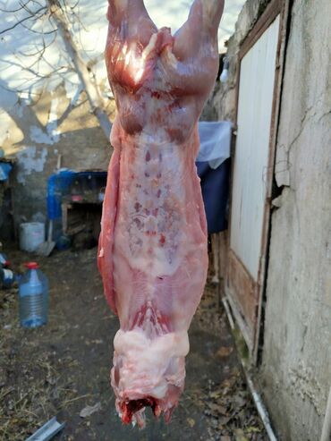 Ət: Dovşan eti halal kesilmiş halal ceki 1 ededi gelir 1k.800q. 1k.500q -da lalafo.az — 17 Ət: Dovşan eti halal kesilmiş halal ceki 1 ededi gelir 1k.800q. 1k.500q — 17