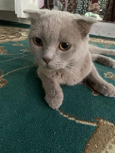 кошки бишкек купить: Шотландская вислоухая кошка (Scottish Fold) - Окрас: ровный — 3