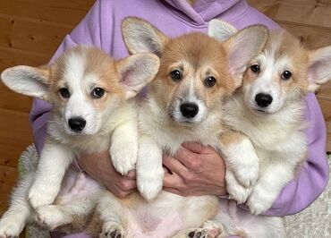İtlər: Korgi, 2 ay, Erkek, Sənədli, Pulsuz çatdırılma — 19