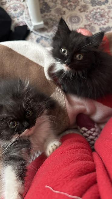 кисы: 3 котенка 2 кошки отдам в добрые руки Пушистые котята — 2