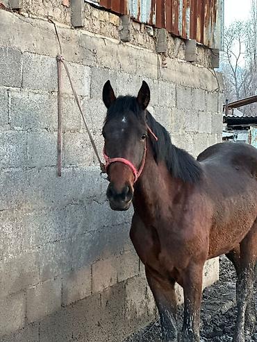 Лошади, кони: Продаю | Жеребец | Рабочий — 8