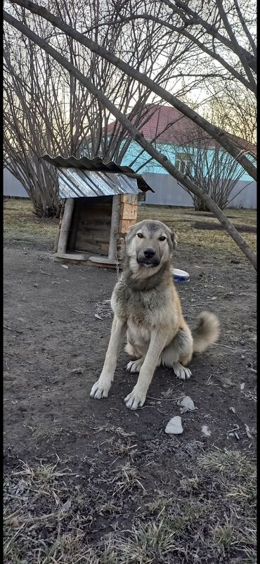 toyuq yem qabı: Orta ölçülü, bej-boz rəngli it. Uzun tüklü quyruğu və yumşaq xəzi var