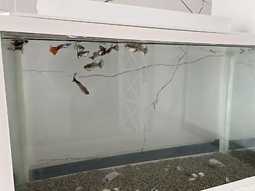 akvarium xırda balığı: Dördbucaq akvarium, Balıqlarla birlikdə, 20 l, Ünvandan götürmə — 3
