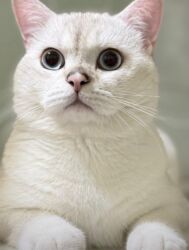 Pişiklər: CUT uchun Mohteshem, baximli saf gen erkekler Ferqli shertler ve — 2