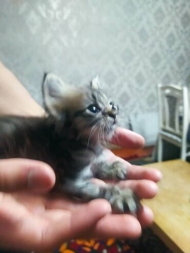 Коты: Чудесный карликовый катенок3 месяца с большими ушками по имени Чупа