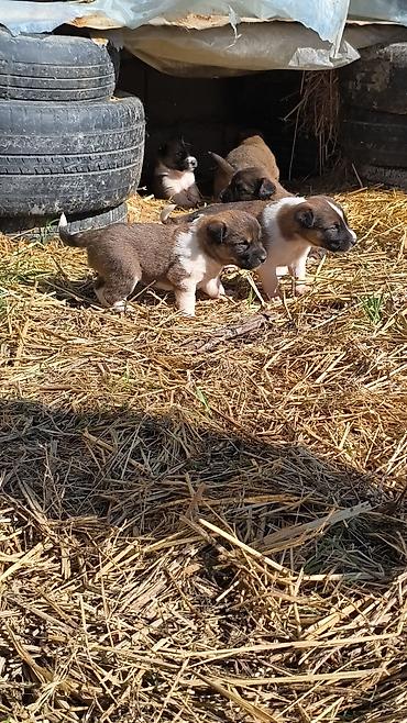 İtlər: Qafqaz çoban iti — 5