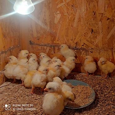 Куры, петухи: Продаю | Цыплята | Кучинская | Для разведения at lalafo.kg — 5 Куры, петухи: Продаю | Цыплята | Кучинская | Для разведения — 5