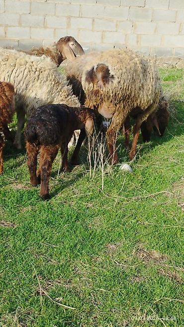 Баран, овца: Продаю | Овца (самка) | Для разведения | Матка — 3