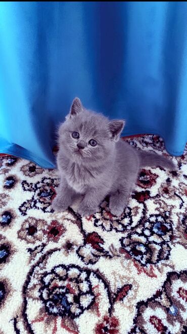 шотландская лиловая кошка: Продаются шотландские котята
Мама Папа клубные