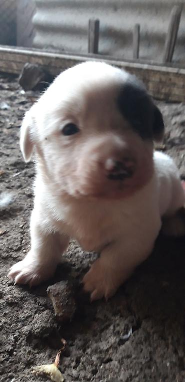 Heyvanlar üçün digər mallar: Zvanok balaları satılır. - Yaş: 1 aylıq - Qidalanma: sərbəst yemək — 5