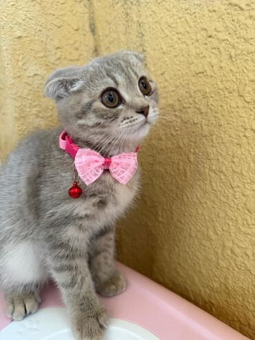 Pişiklər: Britan -da lalafo.az — 18 Pişiklər: Britan — 18