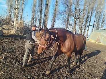 Лошади, кони: Продаю | Жеребец | Для разведения | Племенные — 4