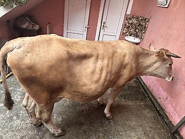 inək adları: Etlık ınek 3 ildi dogmur - Növ: Yerli mal-qara, dişi inək - Rəng — 2