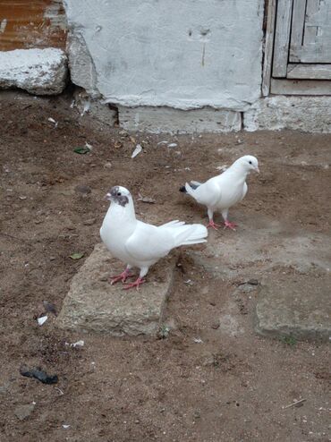 отдам в хорошие руки котенка: Ünvan Mərdəkan erkey mayadır cüt deyildir qiymet sondu
