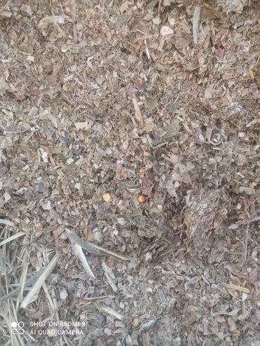 продажа щенков немецкой овчарки с документами в бишкеке: Кукурузный силос (рубленая масса) Описание: - Однородная измельчённая