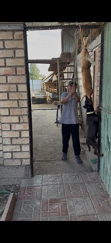 Үй жаныбарлары: Ягдтерьер, 1 жаш, Эркек, Эмделген — 2