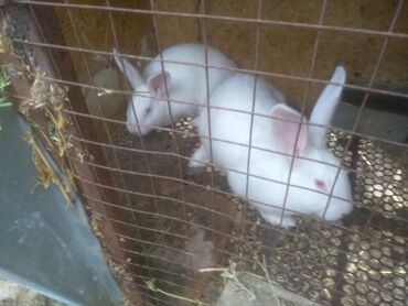 Декоративные кролики: Продаю самцы белый великан пять месяцев