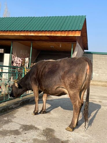 Коровы, быки: Продаю | Корова (самка) | Алатауская, Швицкая | Для разведения, Для молока — 5