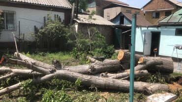 орех грецкий: Продаю дерево ОРЕХ