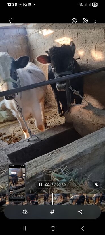 Коровы, быки: Продаю | Бык (самец) | Полукровка | На откорм | Привязанные — 7