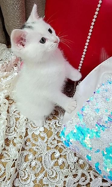 pişik gence: Ağ rəngdə, qısa tüklü balaca pişik balası. Şirin üzü, iri qulaqları və — 8
