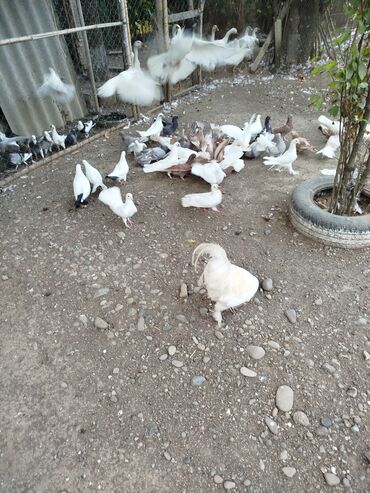 Göyərçinlər: Məhsul: Ev quşları üçün müxtəlif cins və rəngdə göyərçin sürüsü kom200 — 9