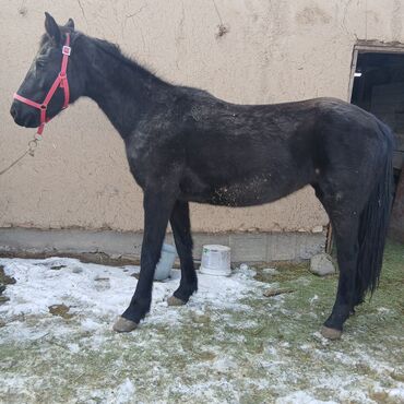 Лошади, кони: Продаю | Жеребец | Рабочий — 3