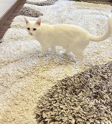 angora pişik: Türk anqora, Dişi, Yaxşı əllərə — 1