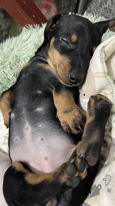Продажа собак: Продаются замечательные щенки — такса и чихуахуа 🐶✨ Ищем заботливых и — 5