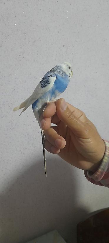 Tutuquşları: Ələ öyrəşmiş quşdu kim isdəsə videolarınıda ataram baxar — 8