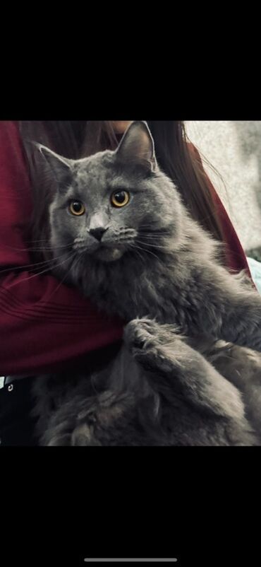 британская короткошерстная кошка характер: Кошка смешанная британка(мама короткошерстая британка,отец
