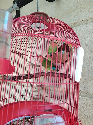 Зоотовары: Məhsul: Qırmızı asma quş qəfəsi aksesuarlar, 1 cut popuqaylar lovebird — 3