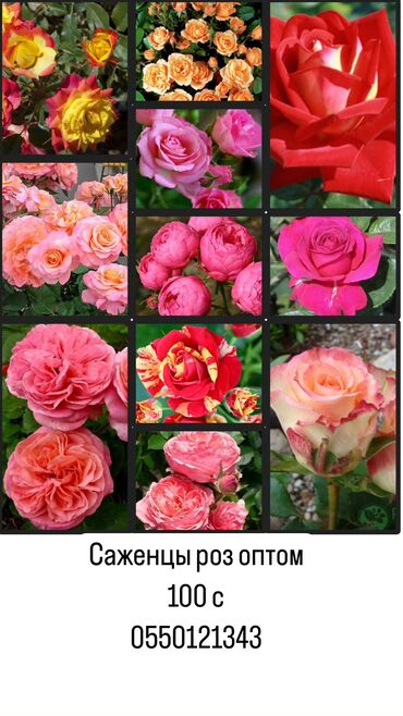 розы цветы: Семена и саженцы Самовывоз, Платная доставка
