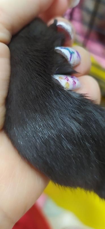 Крысы: Привет друзья !! У нас родились красивые крысята.Друзья в питомнике - — 8