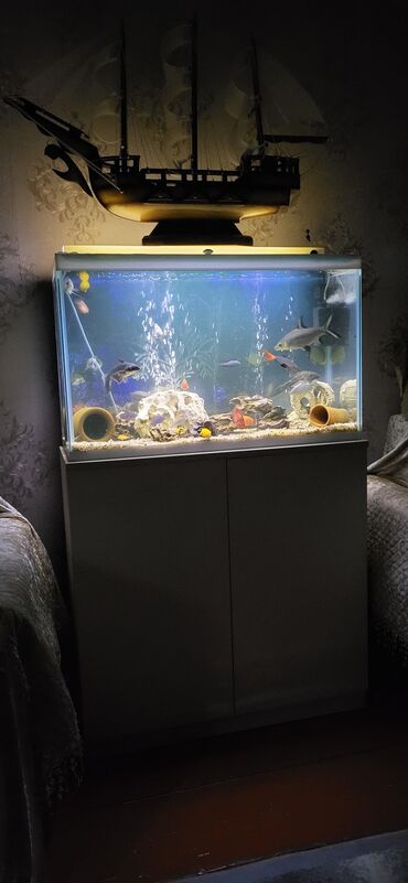 balaca akvarium qiymeti: Akva 100 litir tutur. şkaf qapısı maqnitli. bahalı daşlar, qrunt və