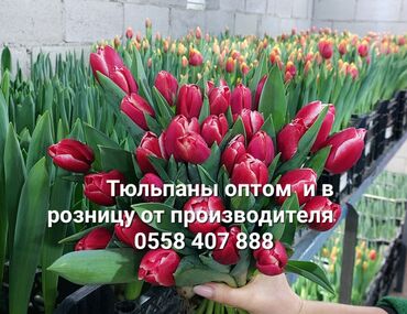 букеты из шоколадок: ТЮЛЬПАНЫ⚘️ Хрустящие с луковицей👍 Своя теплица 🌷 Тюльпаны от