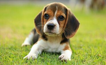 Cute and lovely male and female beagle puppies for sale, up to date