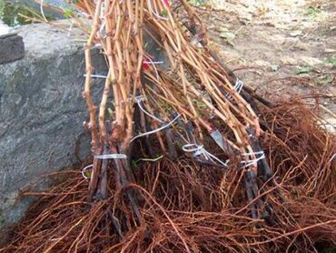 Şitillər: Üzüm tingləri – süfrə və kişmişlik sortlar Təqdim etdiyimiz sortlar — 8