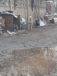 Продажа собак: Срочно! Собака среднего размера, прямые стоячие уши, компактное — 4