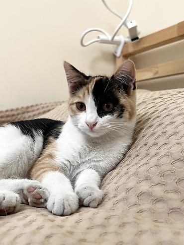 Кошки: Отдаю котят в добрые руки! Возраст 3 месяца. Трехцветная - девочка — 5