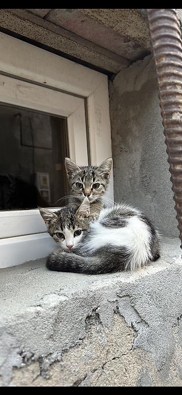 ucuz pişiklər: Tabbi, Yaxşı əllərə — 1