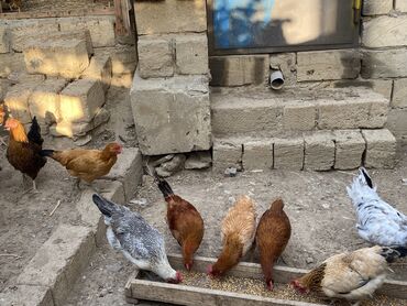 Salam sağlam kənd colpaları satılır fərəli xoruzlu satlır qiyməti bir
