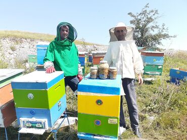 ana arı satışı: Arı ailəsi satılır