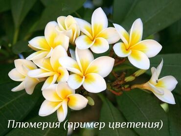 шланги поливной: Продам комнатные растения 1) Плюмерия- шикарное крупное растение